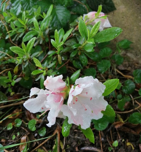 Neue Blüten im Garten. Vermutlich Rhododendron 