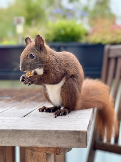 Ein Eichhörnchen sitzt auf einem Holztisch und frisst auf, rechts sitzend eine halbe Walnuss.