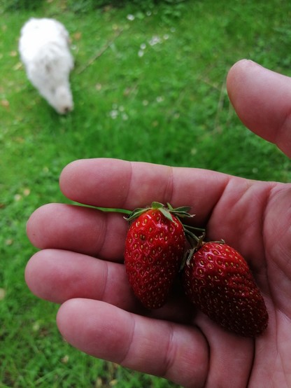 Zwei Erdbeeren in meiner Hand 