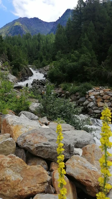 Blick auf einen Wasserfall. Gelbe Blume, große felsige Steine im Vordergrund, Berge und Tannen im Hintergrund 