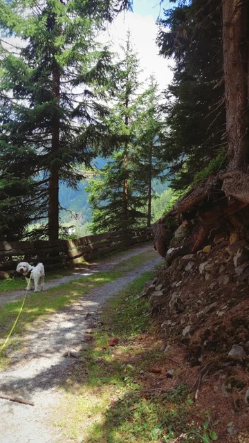 Chewie an der Schleppleine steht auf einem Gehweg im Waldgebiet und guckt in die Kamera. 