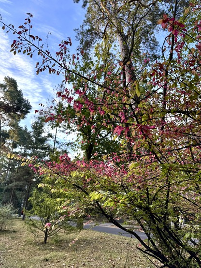 Das Bild zeigt eine malerische Herbstszene in einem Park oder Garten. Im Vordergrund dominiert ein Baum oder Strauch mit auffälligen rosa und roten Blättern, vermutlich ein Spindelstrauch (Euonymus). Die Blätter bilden einen lebhaften Kontrast zum blauen Himmel im Hintergrund, der mit leichten, weißen Wolken überzogen ist.

Die Äste des Strauches erstrecken sich über den größten Teil des Bildes und zeigen eine Mischung aus grünen, gelben und roten Blättern, was auf den Übergang vom Sommer zum Herbst hindeutet. 

Im Hintergrund sind weitere Bäume zu sehen, darunter einige Nadelbäume, die noch satt grün sind. Am unteren Bildrand erkennt man einen gepflasterten Weg und etwas Gras, was darauf hindeutet, dass die Szene in einer gepflegten Parkanlage aufgenommen wurde.

Die Farbkombination aus dem leuchtenden Rosa und Rot der Blätter, dem Blau des Himmels und den verschiedenen Grüntönen der umgebenden Vegetation erzeugt eine lebendige und harmonische Herbststimmung. Das Licht scheint warm und golden zu sein, was typisch für einen schönen Herbsttag ist.

Insgesamt vermittelt das Bild eine friedliche und ästhetisch ansprechende Atmosphäre, die die Schönheit der Jahreszeiten und insbesondere des Herbstes einfängt.​​​​​​​​​​​​​​​​