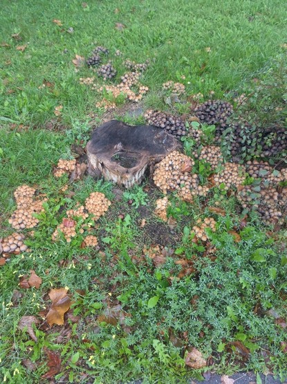 ein baumstubben um den rundrum Häufchen mit kleinen Pilzen stehen.
die Köpfe ca. 3-4 cm gross und hellbraunen bzw. fast schwarzen Oberseite und dunklerer Lamellen.