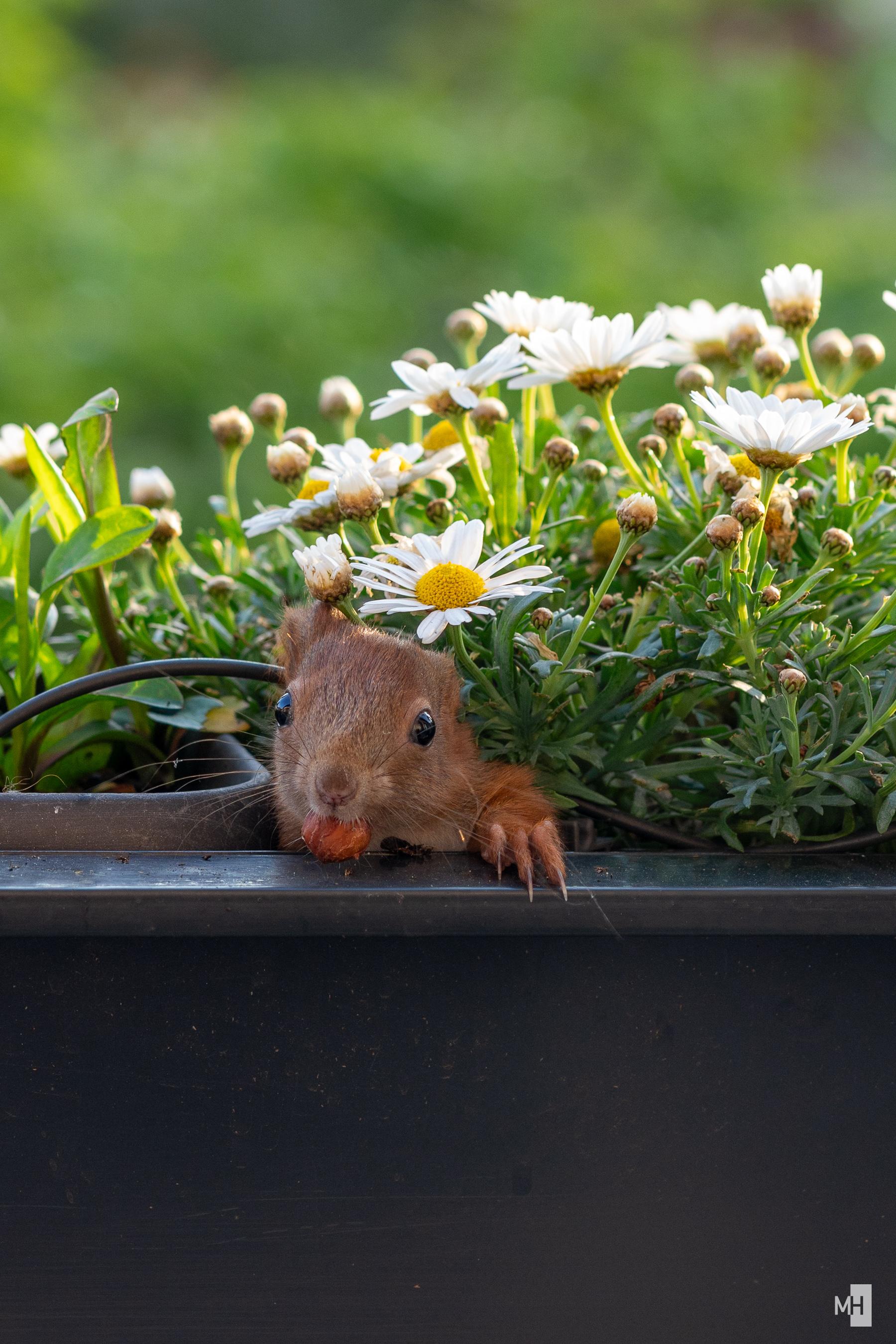 Der Kopf eines Eichhörnchens mit einer Haselnuss im Maul unter einem Busch Margeritenblüten.