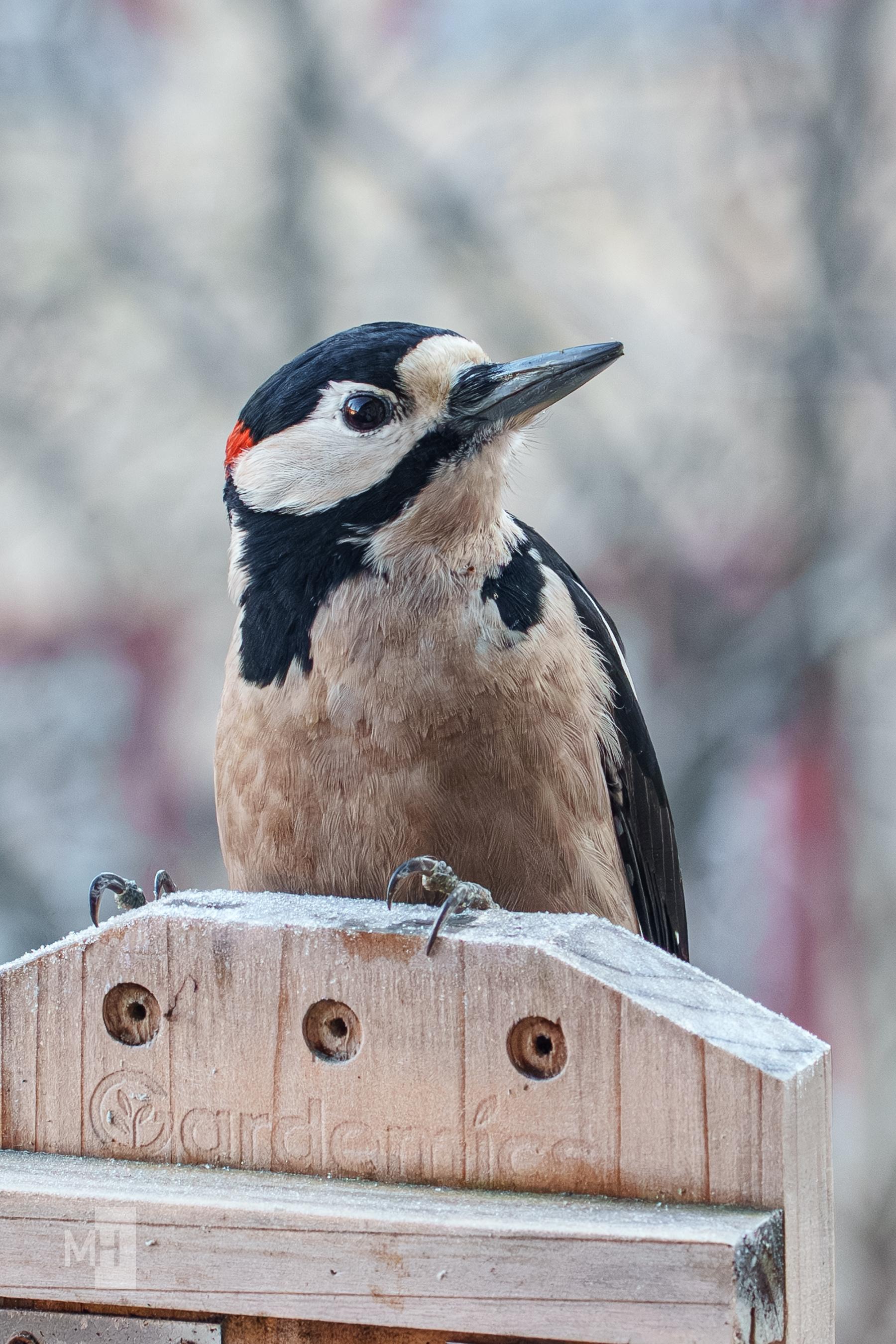 Ein Buntspecht hängt an einem Futterhaus. Er schaut nacht rechts.