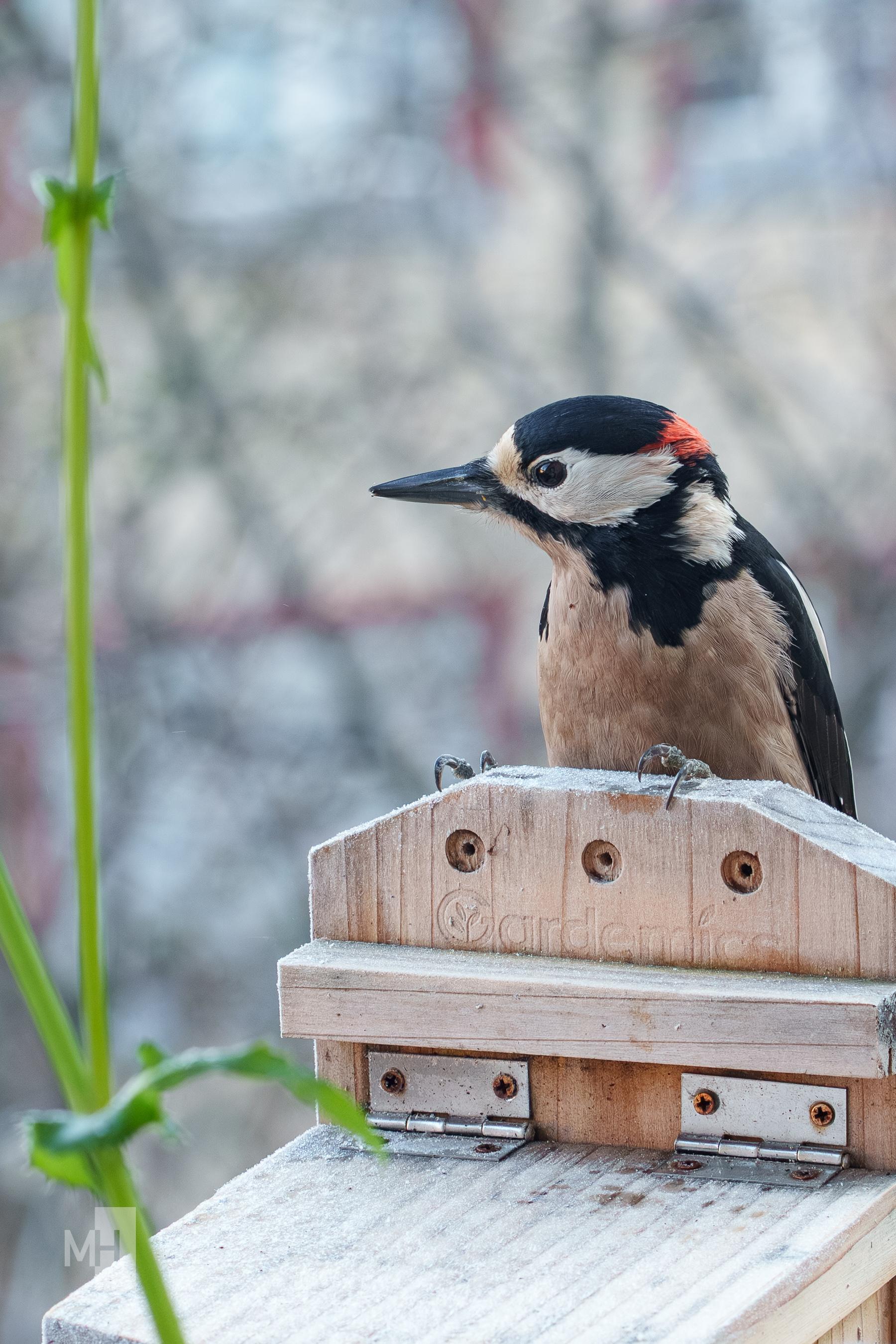 Der Specht schaut nach links.