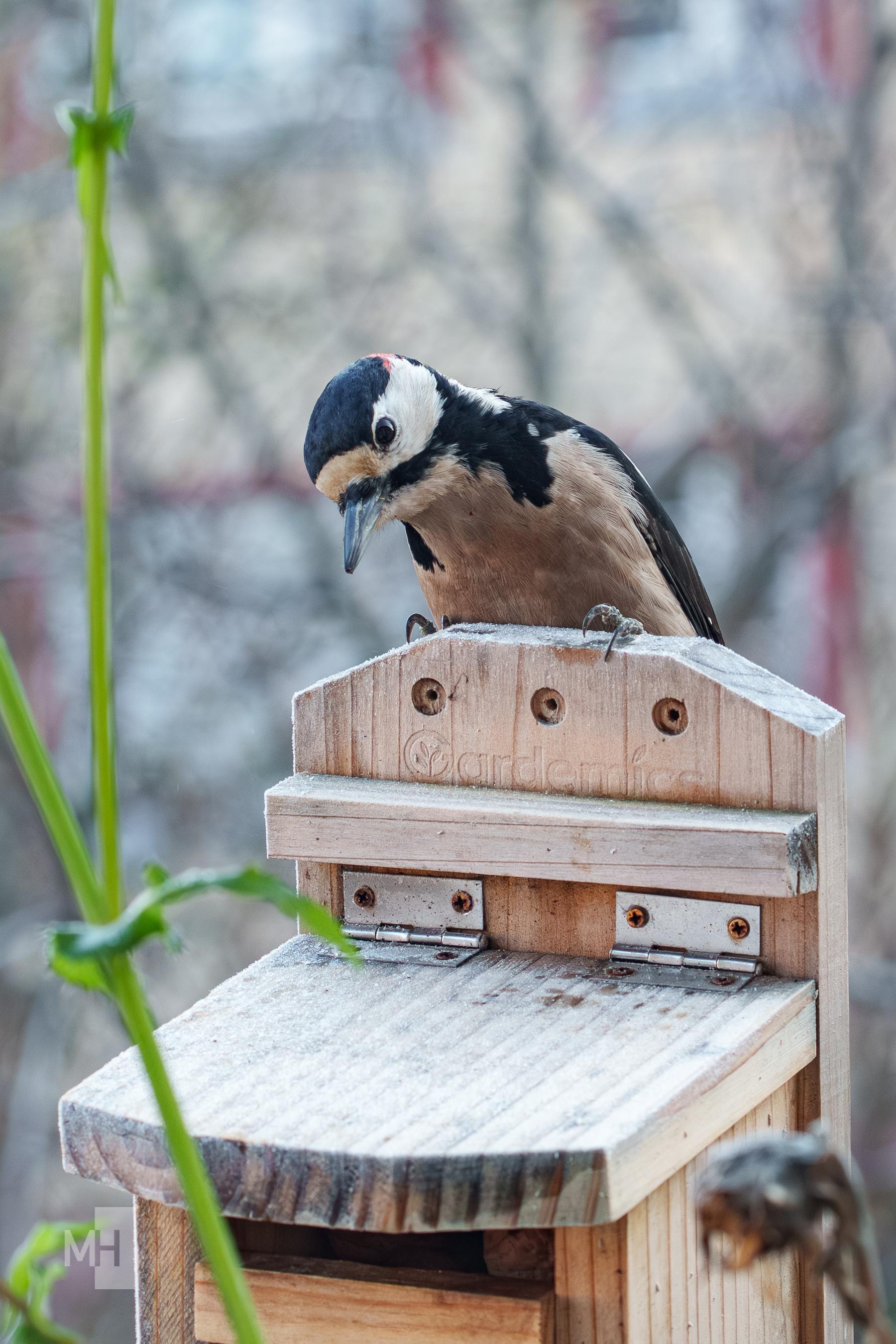 Der Specht schaut nach unten auf das Futterhaus