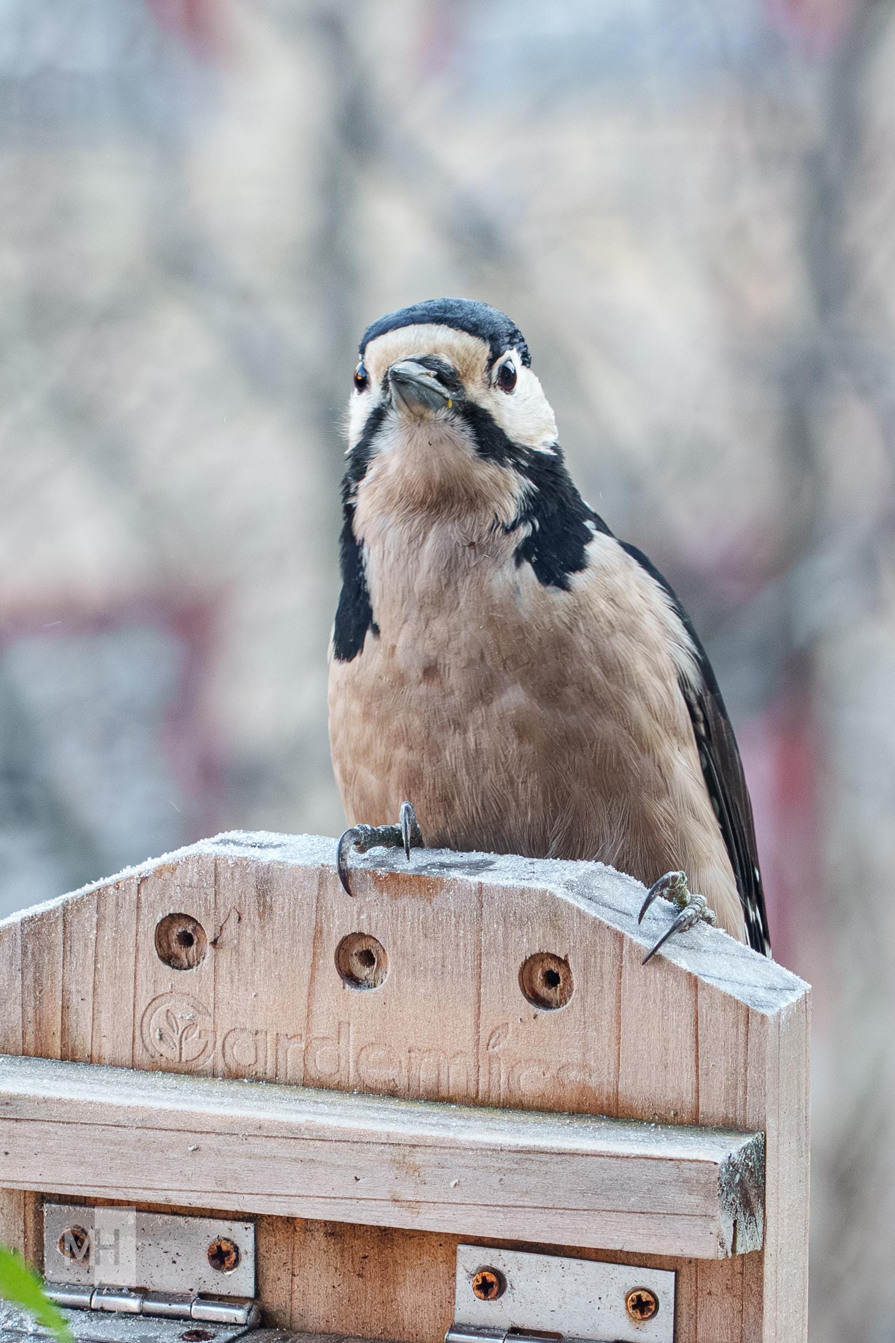 Der Specht schaut in die Kamera