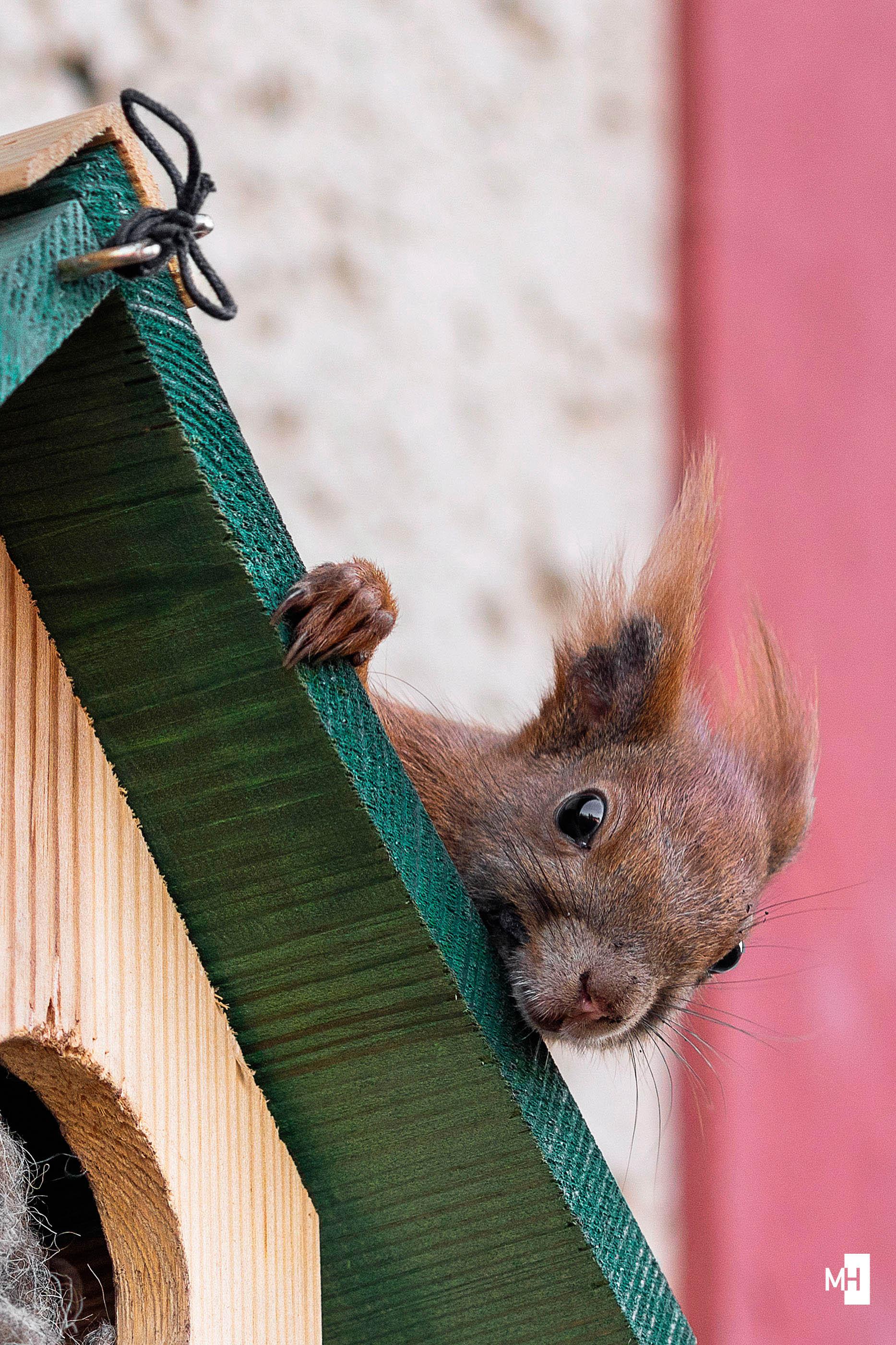 Ein Eichhörnchen sitzt auf dem Dach eines Holzkobels. Es schaut seitlich an dessen Dach vorbei in die Kamera.