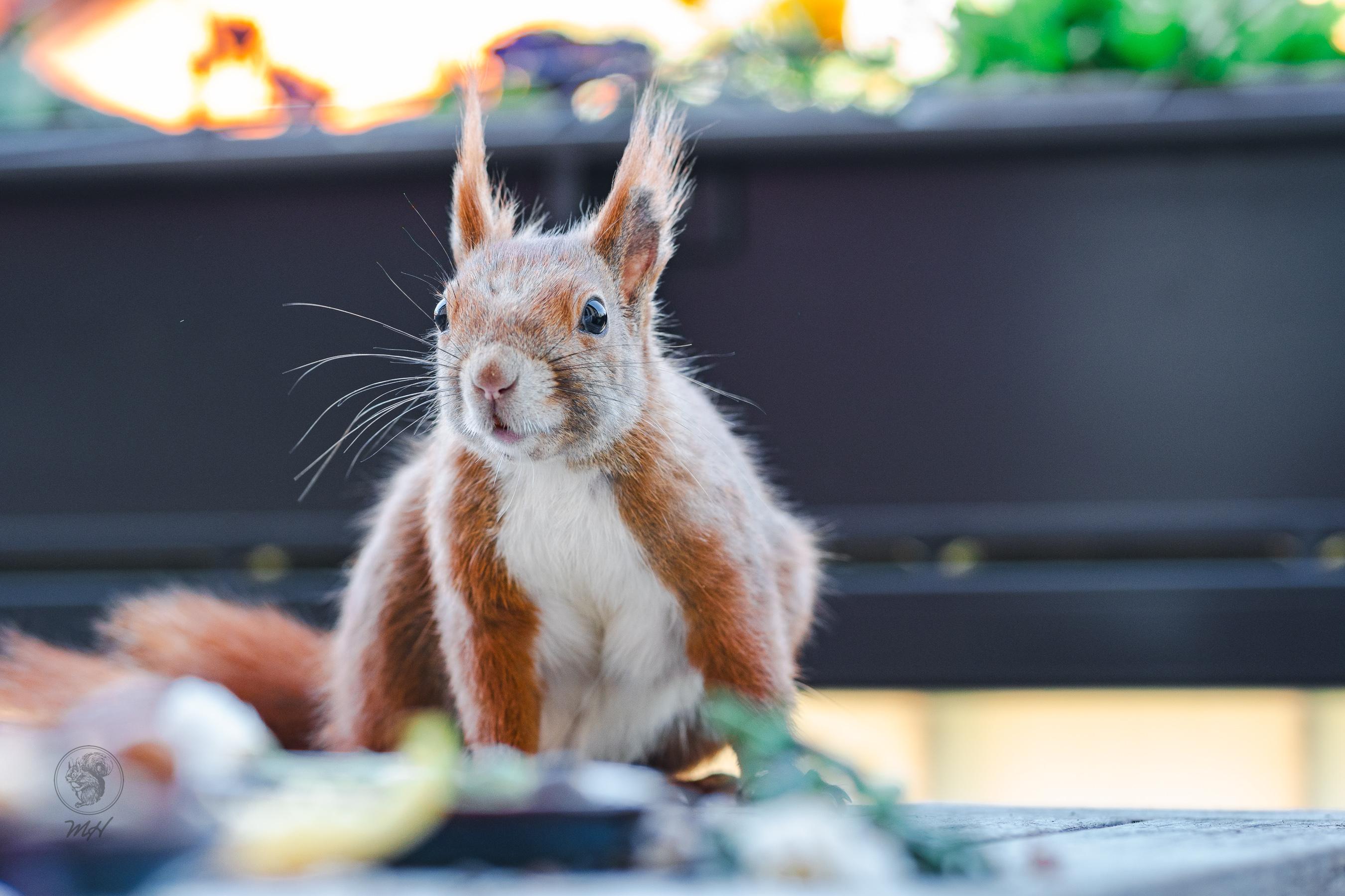 Ein Eichhörnchen sitzt auf einem Holztisch und schaut in die Kamera.