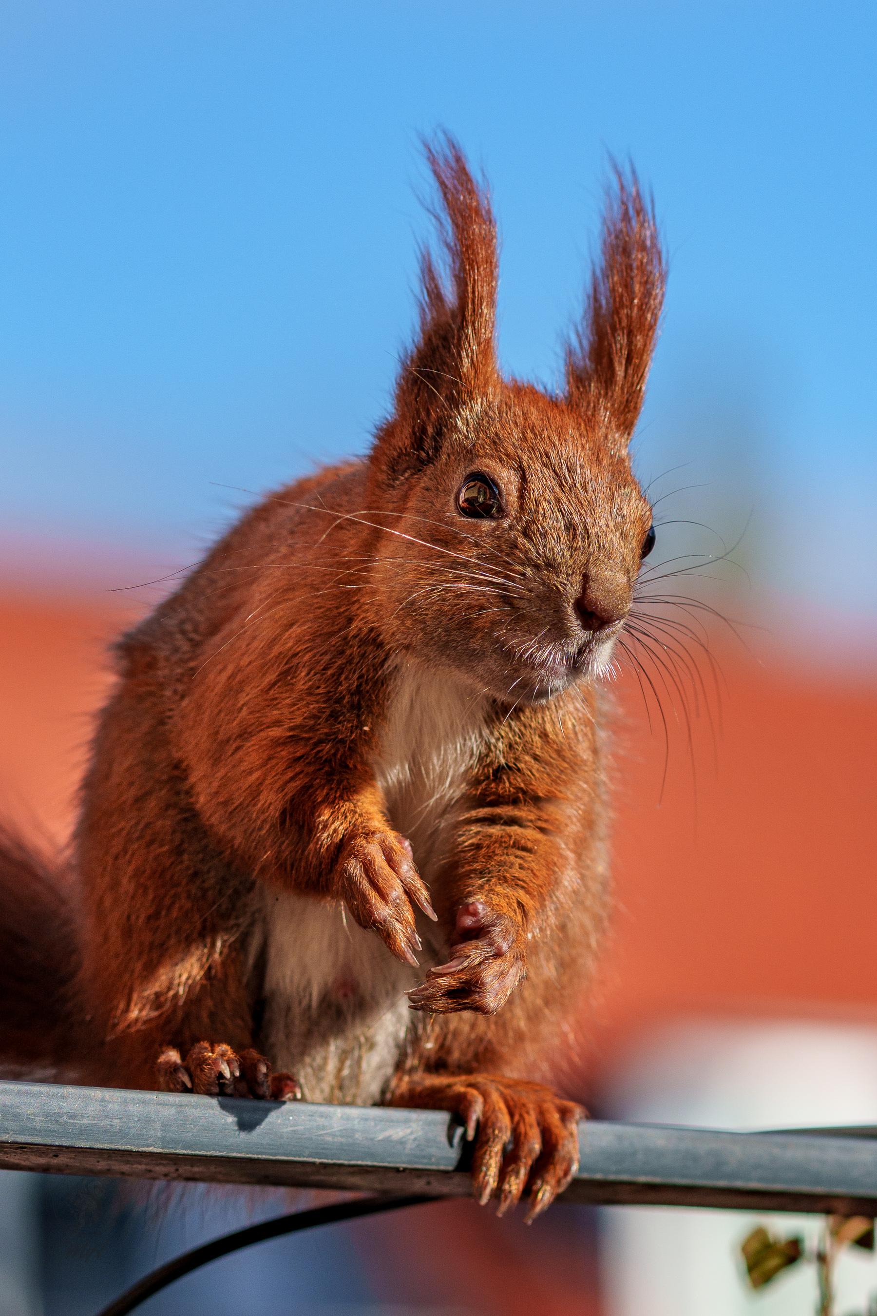 Ein Eichhörnchen sitzt auf einer Balkonreling. Es schaut in die Kamera.