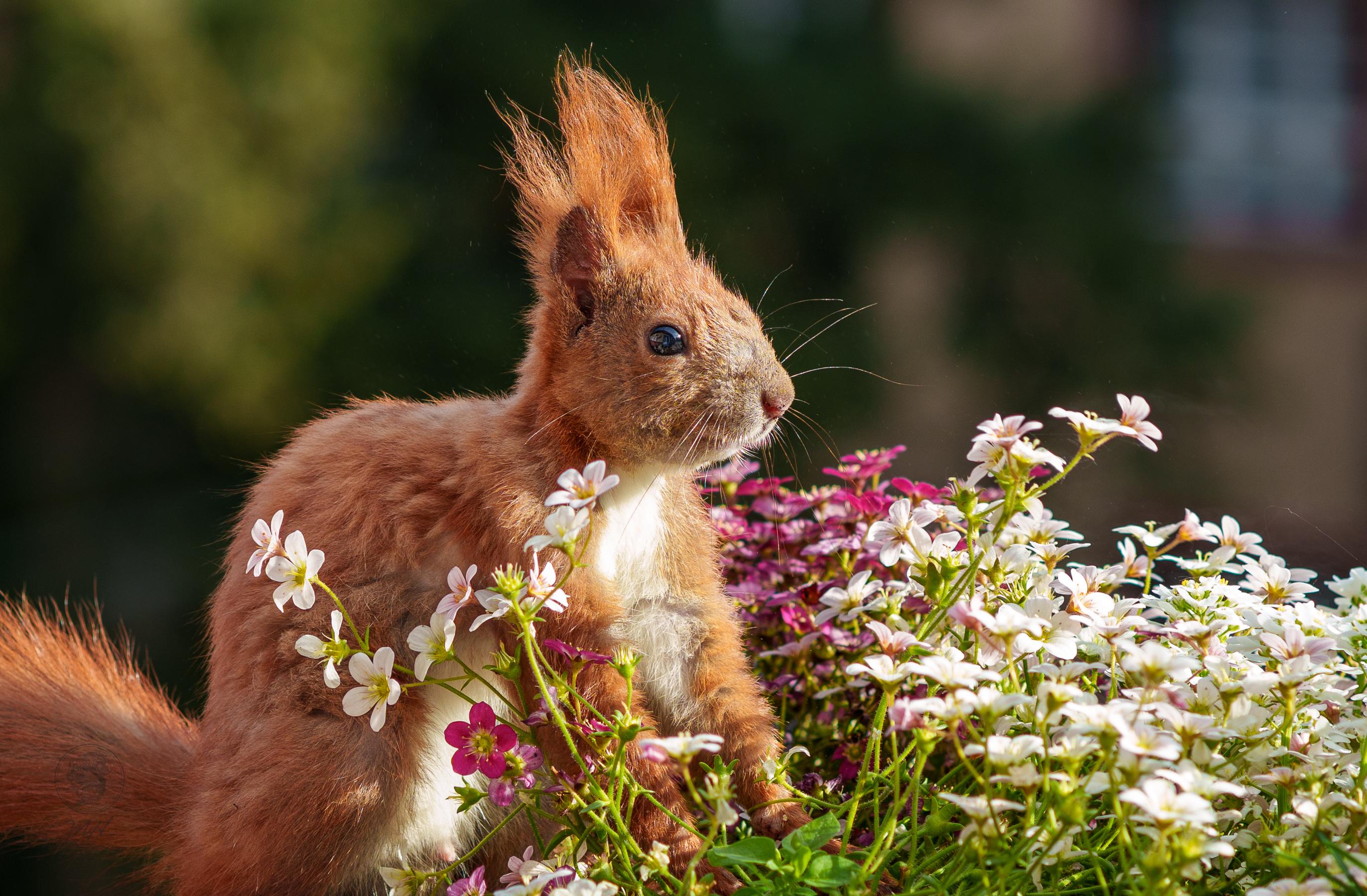 Ein Eichhörnchen sitzt inmitten von Blumen in einem Blumenkasten.