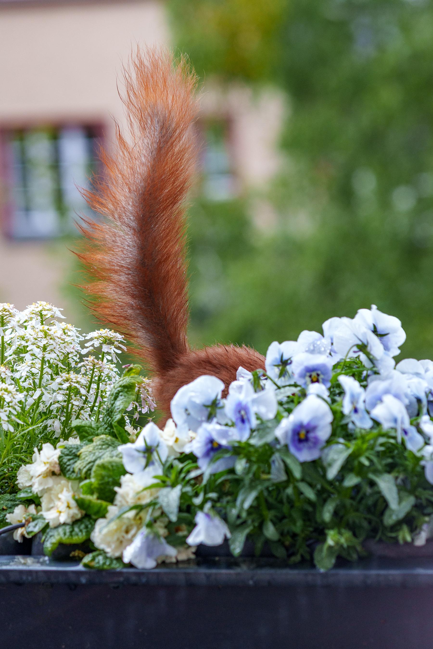 Ein Eichhörnchen steckt den Kopf in Blüten in einem Blumenkasten.