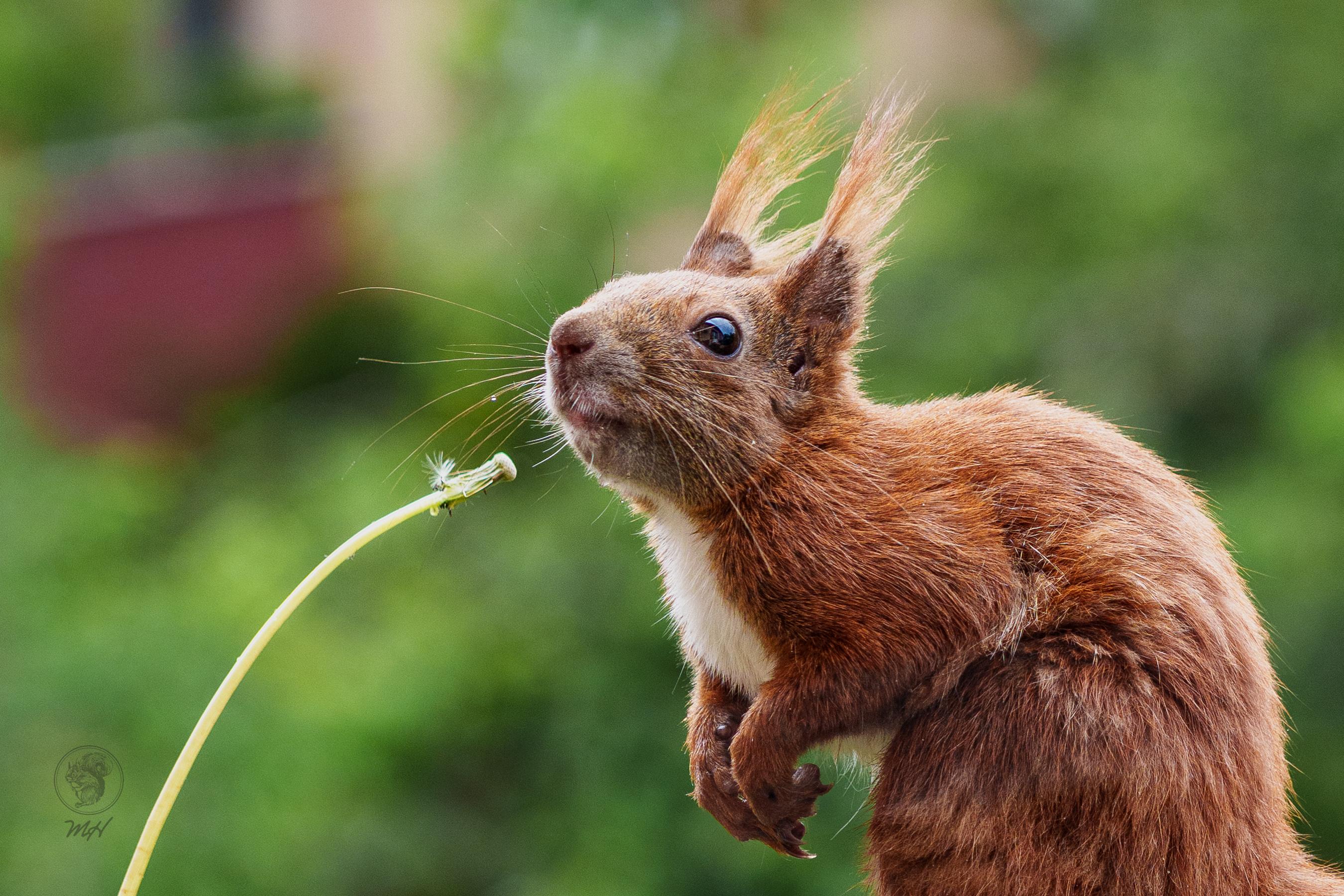 Ein Eichhörnchen steht aufrecht mit den Pfoten vor der Brust. Gegenüber eine abgeblühte Pusteblume.