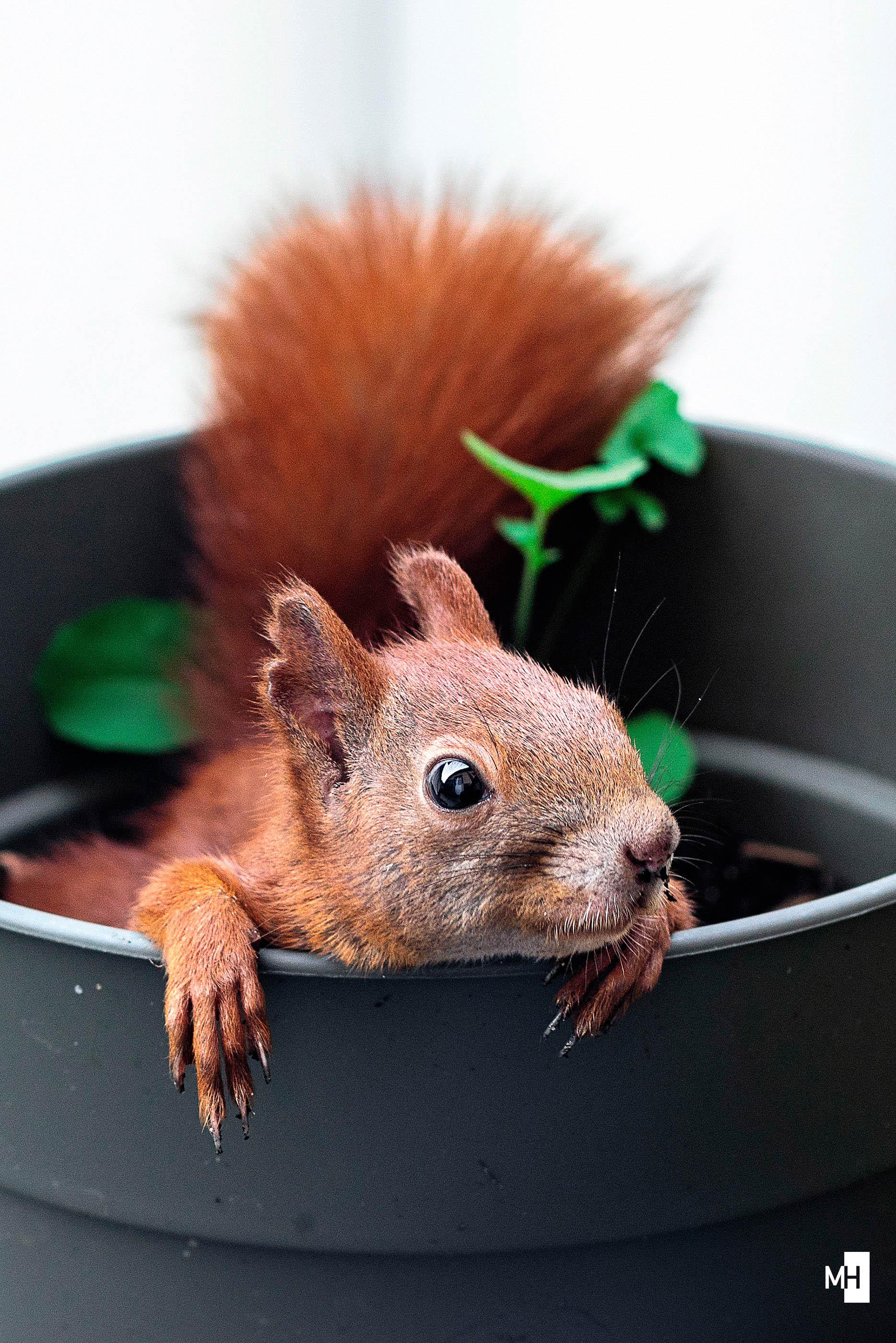 Ein Eichhörnchen liegt in einem Blumentopf. Kopf und Vorderpfoten schauen heraus.