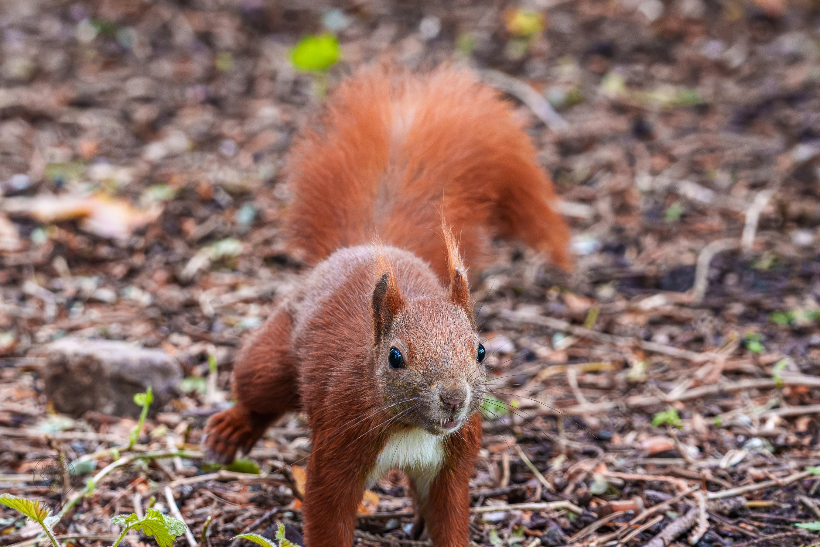Ein Eichhörnchen läuft auf die Kamera zu.