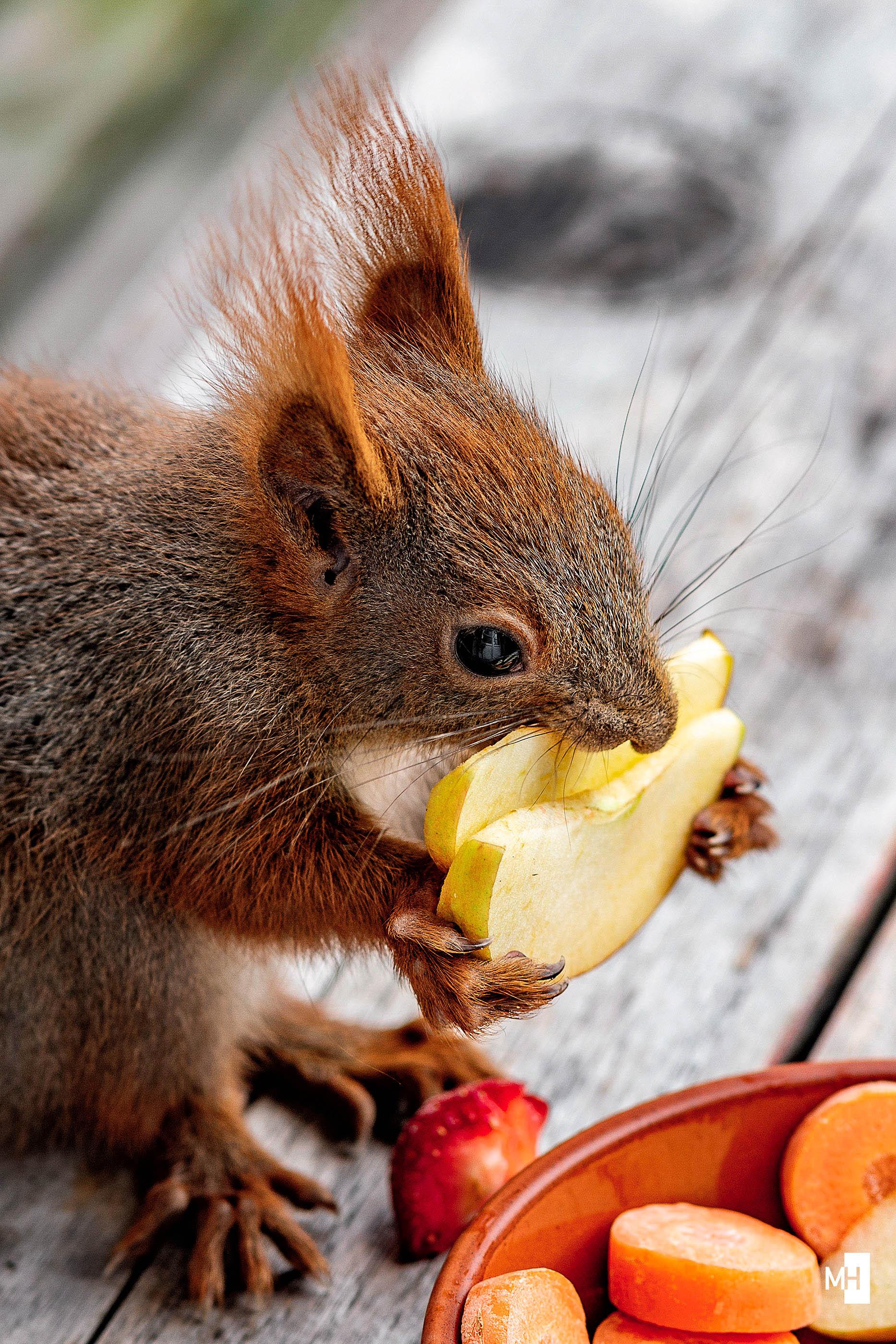 Ein kleines Eichhörnchen sitzt mit zwei Scheiben Apfel in den Pfoten auf einem Tisch und knabbert daran.