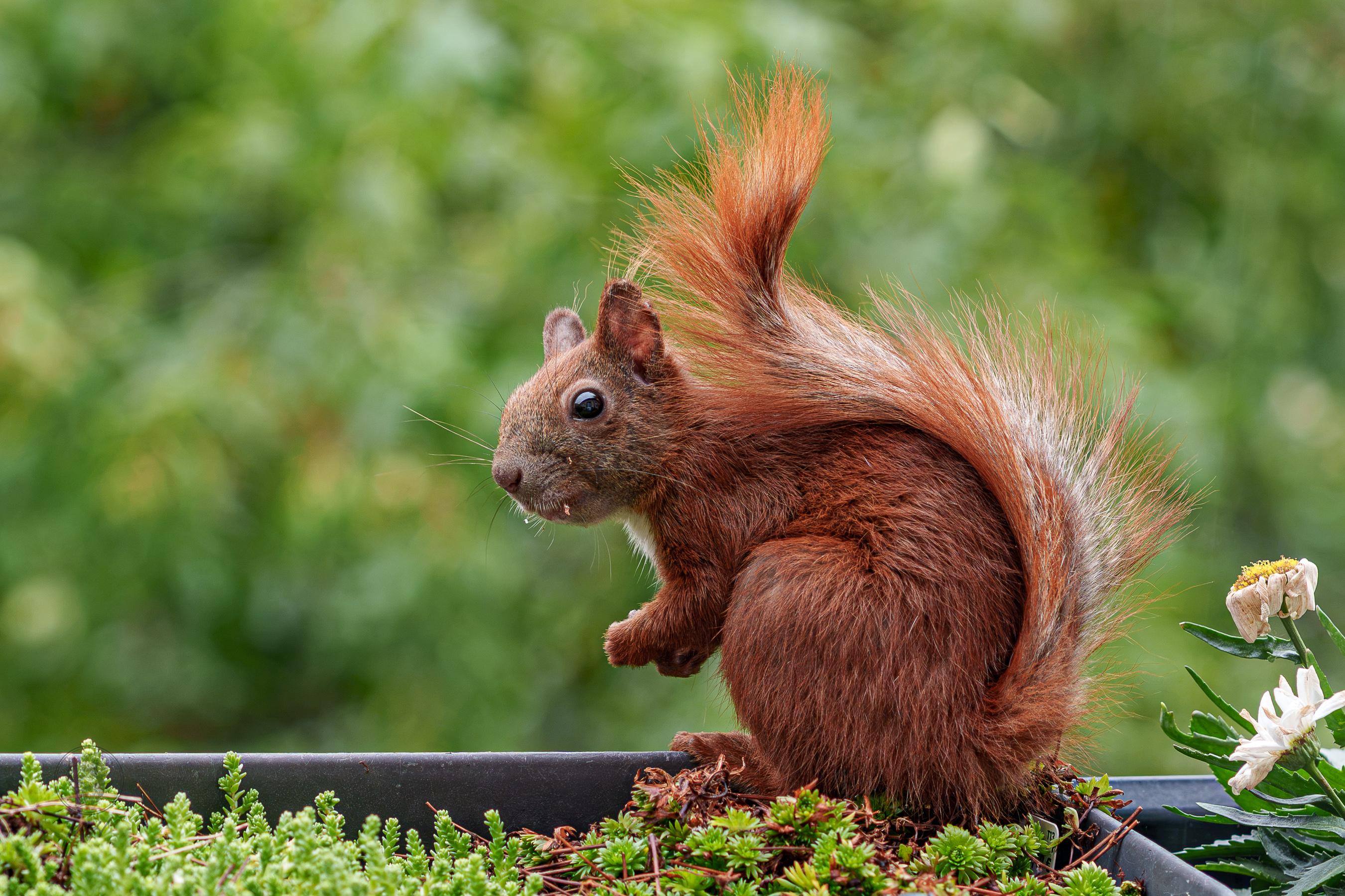 Ein anderes Eichhörnchen sitzt ebenso im gleichen Blumenkasten. Es schaut in die Kamera.