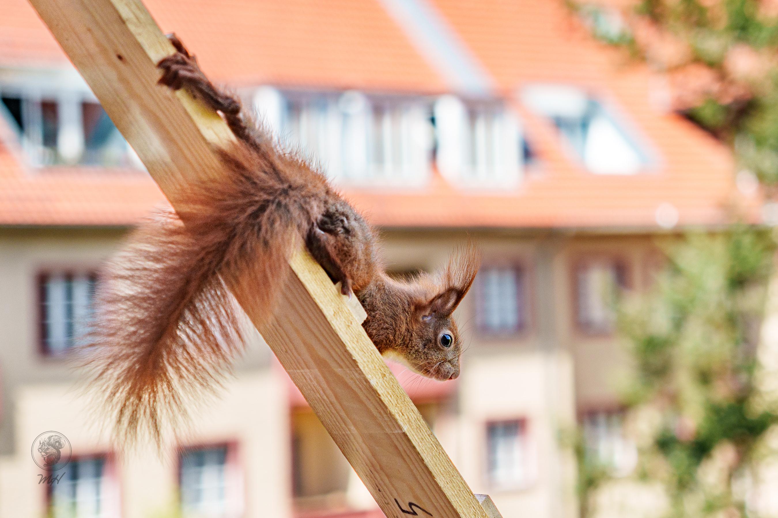 Das selbe Eichhörnchen vor einem Jahr als es die Leiter herabklettert.