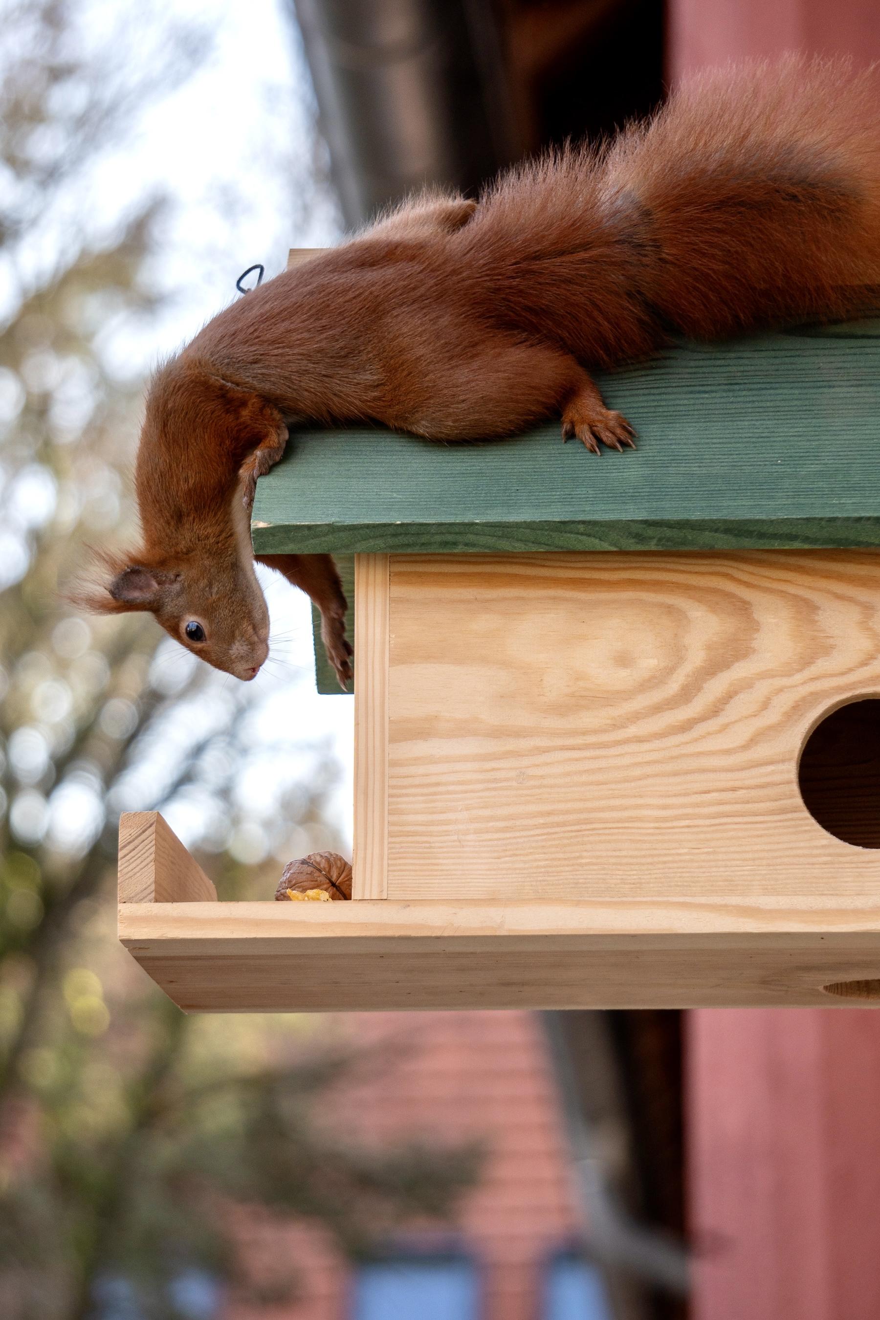Auf dem Dach eines Holzkobels macht sich ein Eichhörnchen lang, um über den Rand auf eine Walnuss zu gucken.