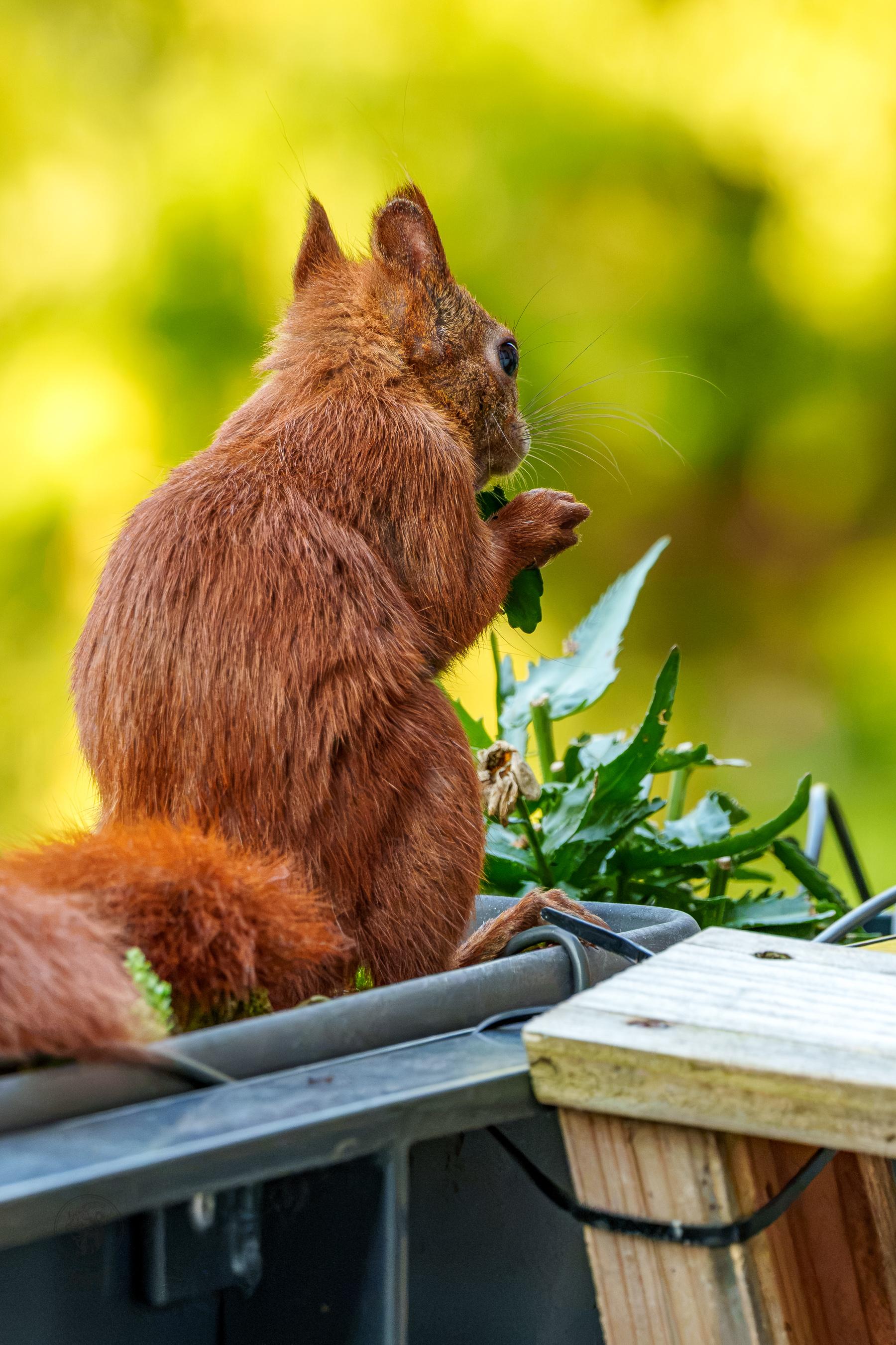 Ein Eichhörnchen, das in einem Blumenkasten sitzt, knabbert an einem Blatt Margerite.