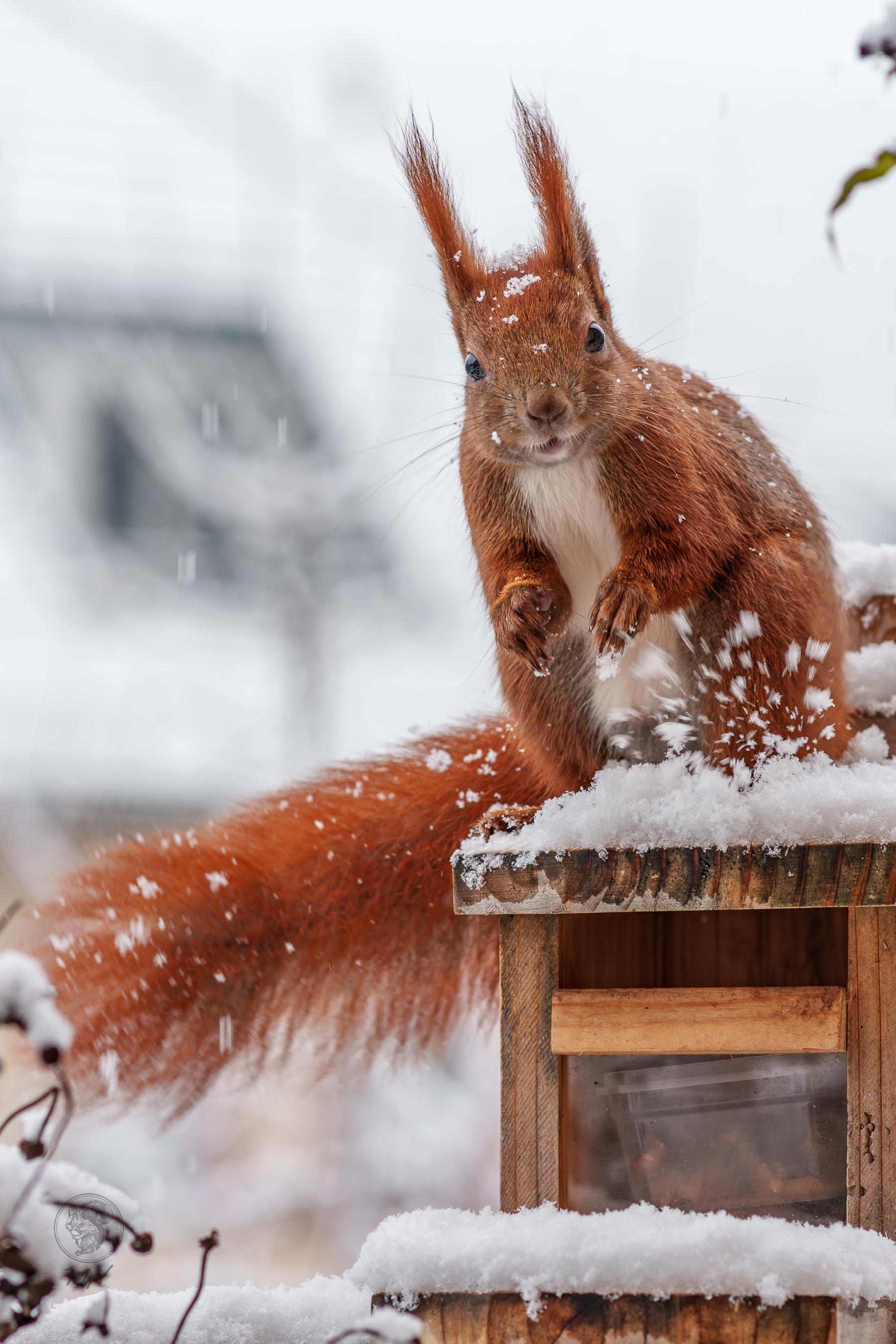 Im Schnee sitzt ein Eichhörnchen mit Winterfell auf einem eingeschneiten Futterhäuschen und schaut in die Kamera.
